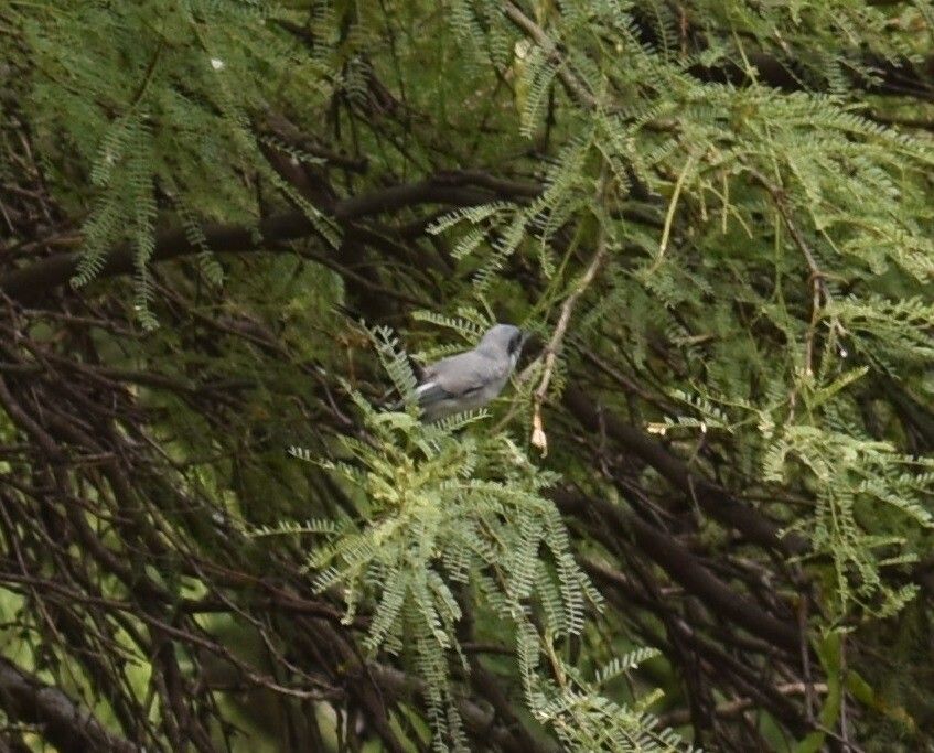 Prosopis nigra — search result for 'Prosopis'