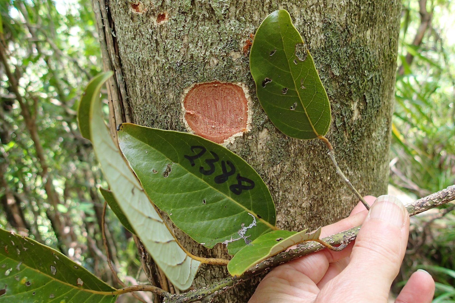 Cryptocarya pluricostata leaf