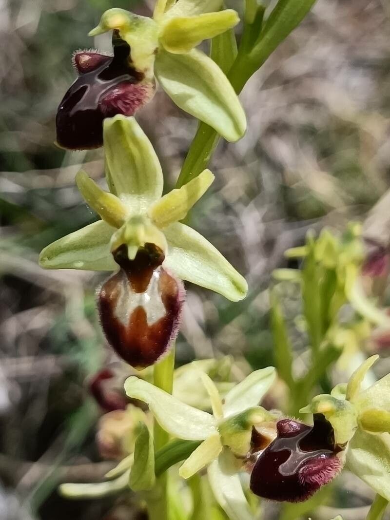 Ophrys virescens flower