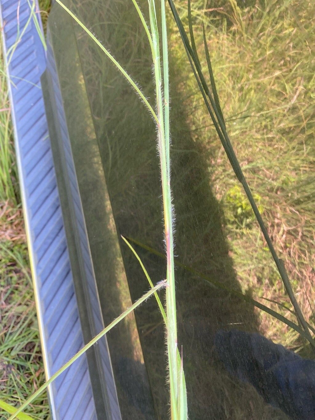 Elionurus tripsacoides — houseplant care guide