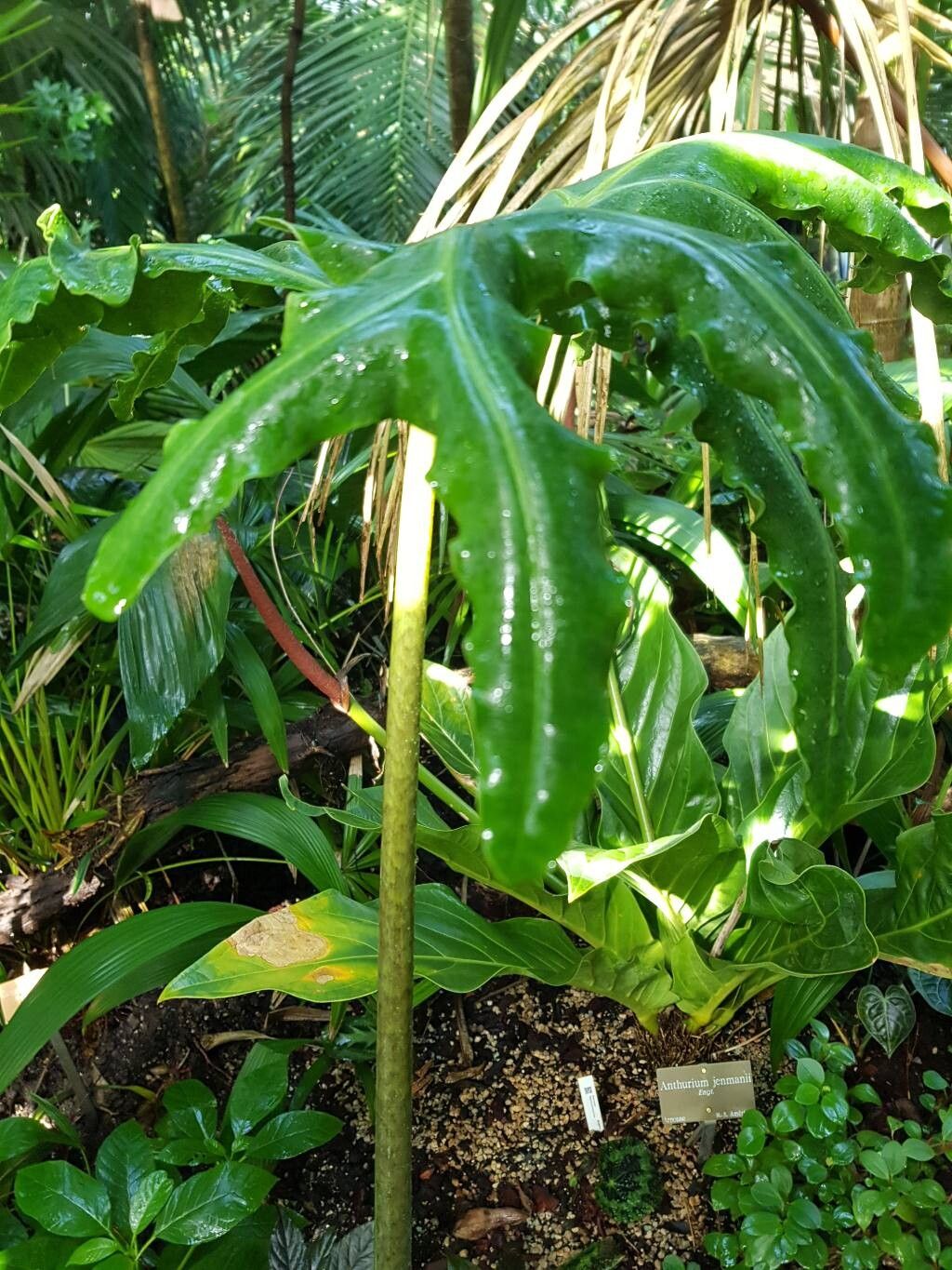 Alocasia portei leaf
