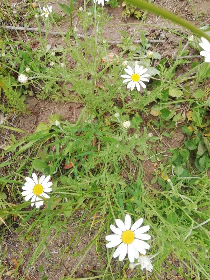 Anthemis arvensis fruit