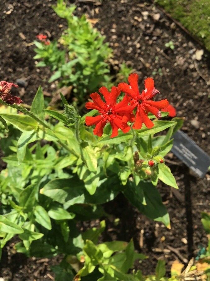 Lychnis chalcedonica flower