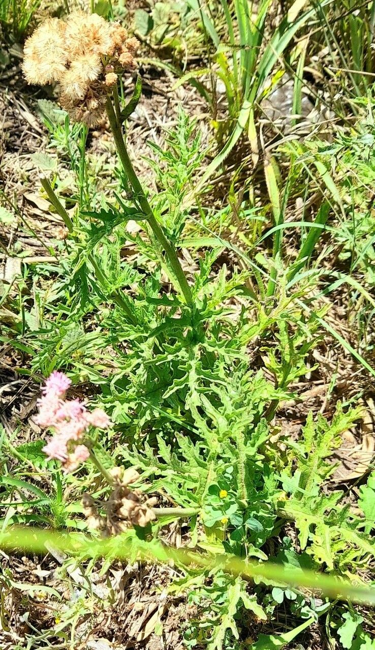 Eupatorium tanacetifolium habit