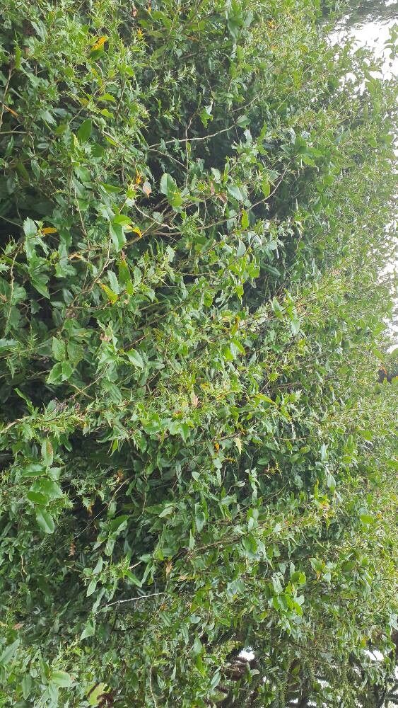 Berberis × miethkeana habit