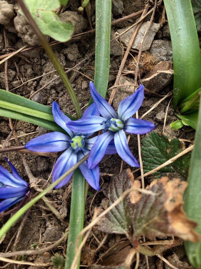 Othocallis siberica flower