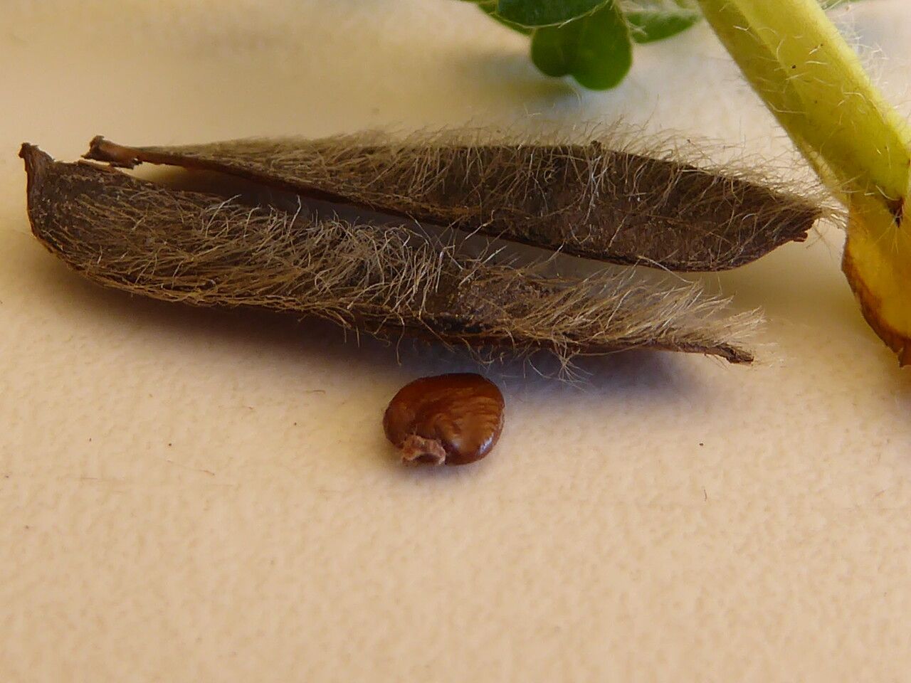 Cytisus supinus fruit