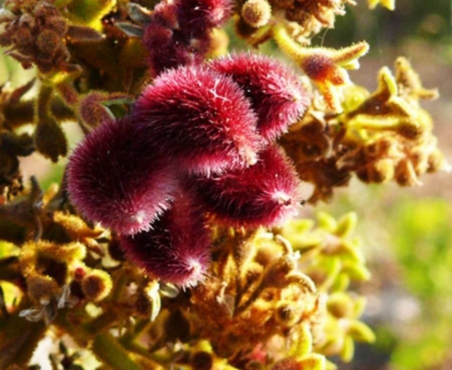 Kavalama urens — search result for 'Sterculia'