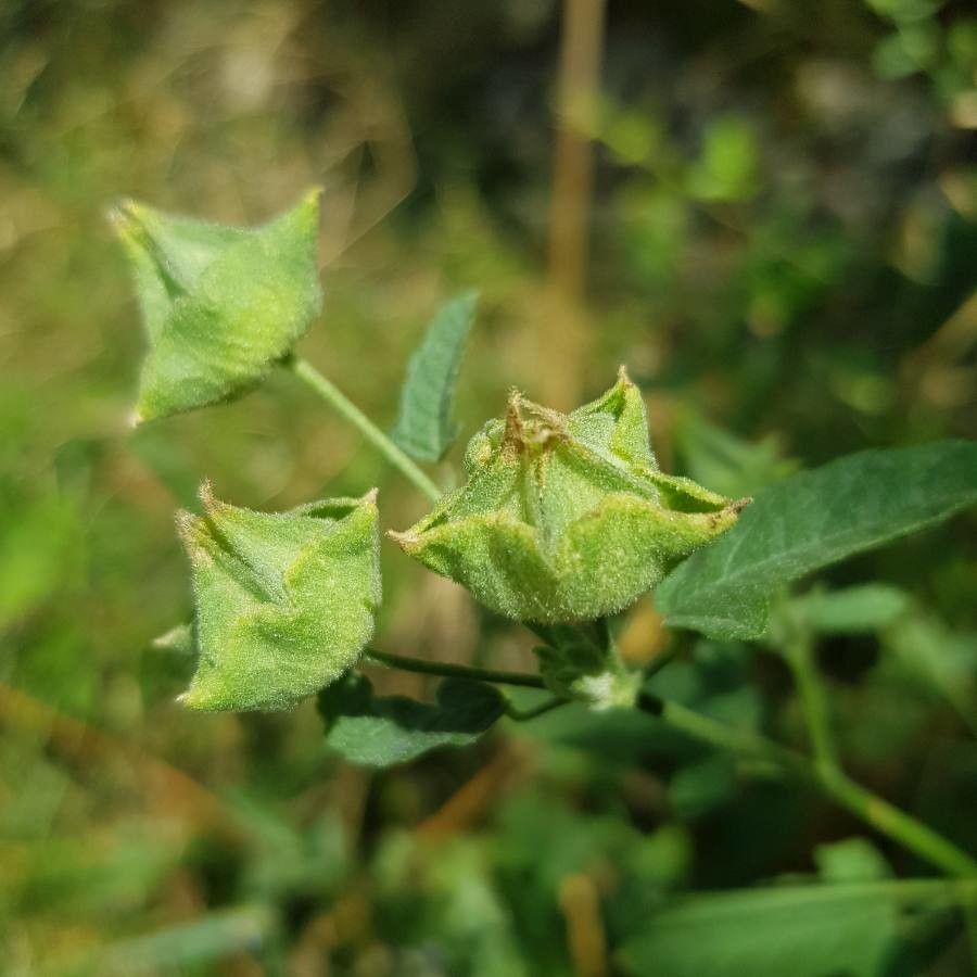Malva punctata fruit