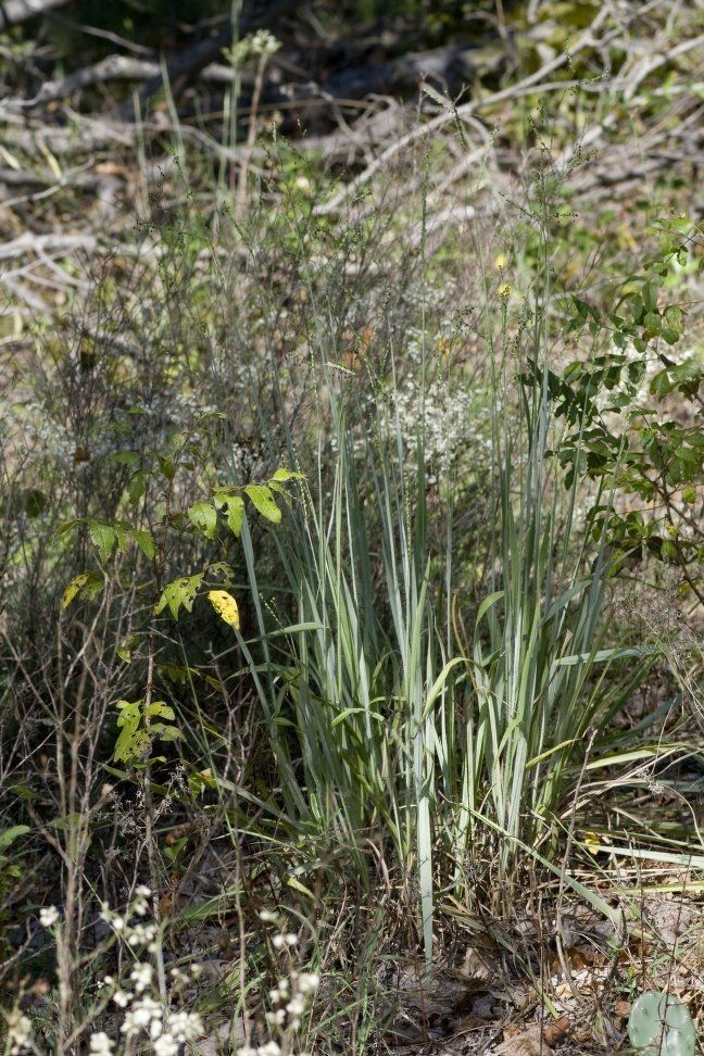 Paspalum bifidum habit