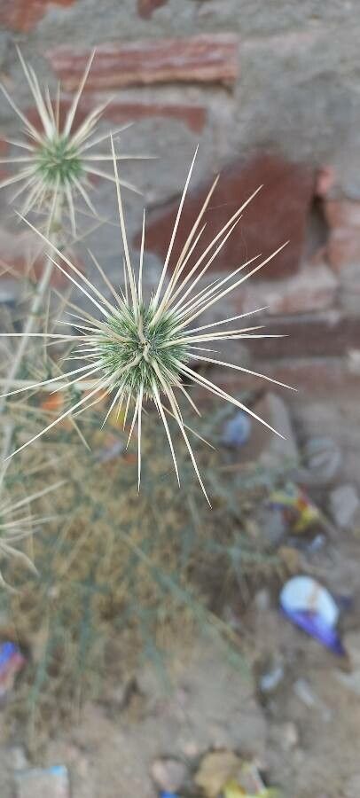 Echinops echinatus fruit