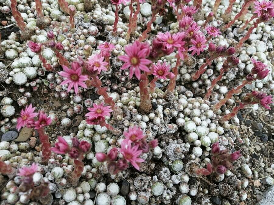 Rosularia pilosa leaf