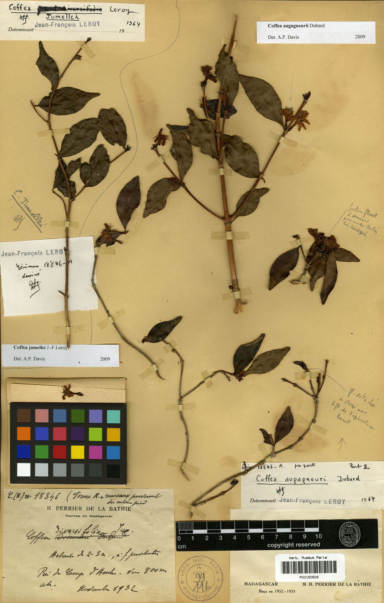 Coffea augagneurii — search result for 'Coffea'