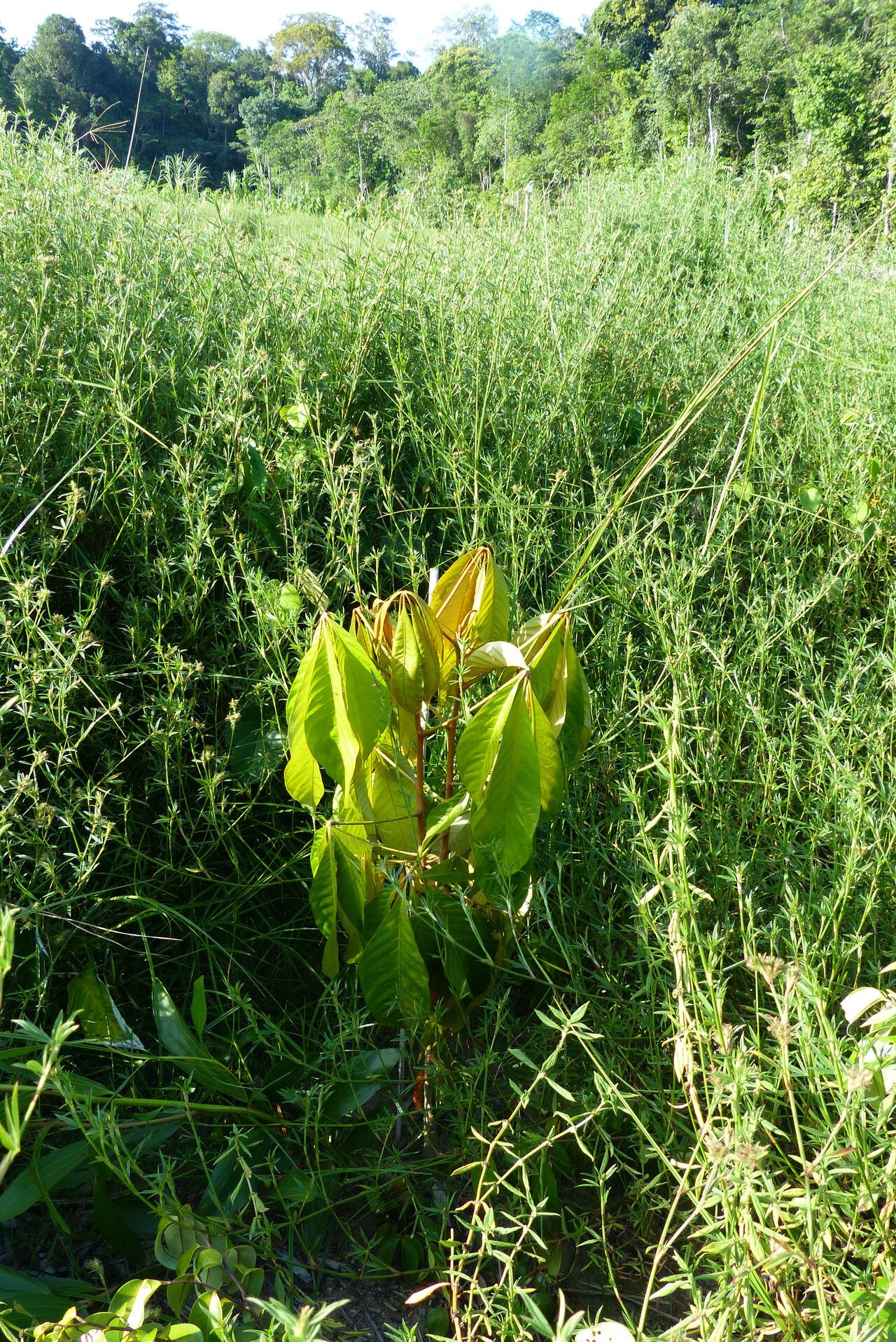 Heritiera utilis — houseplant care guide