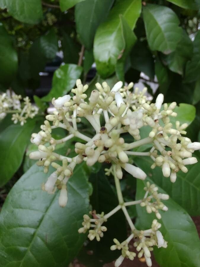 Psychotria luxurians flower