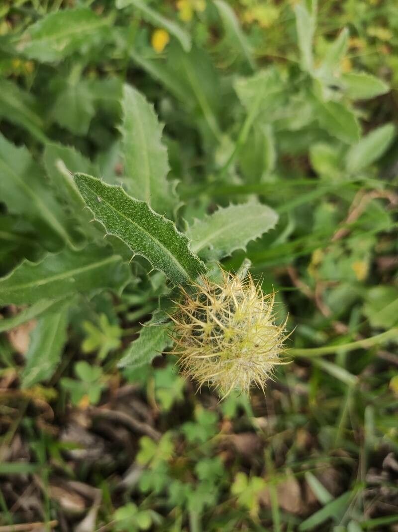 Centaurea napifolia fruit