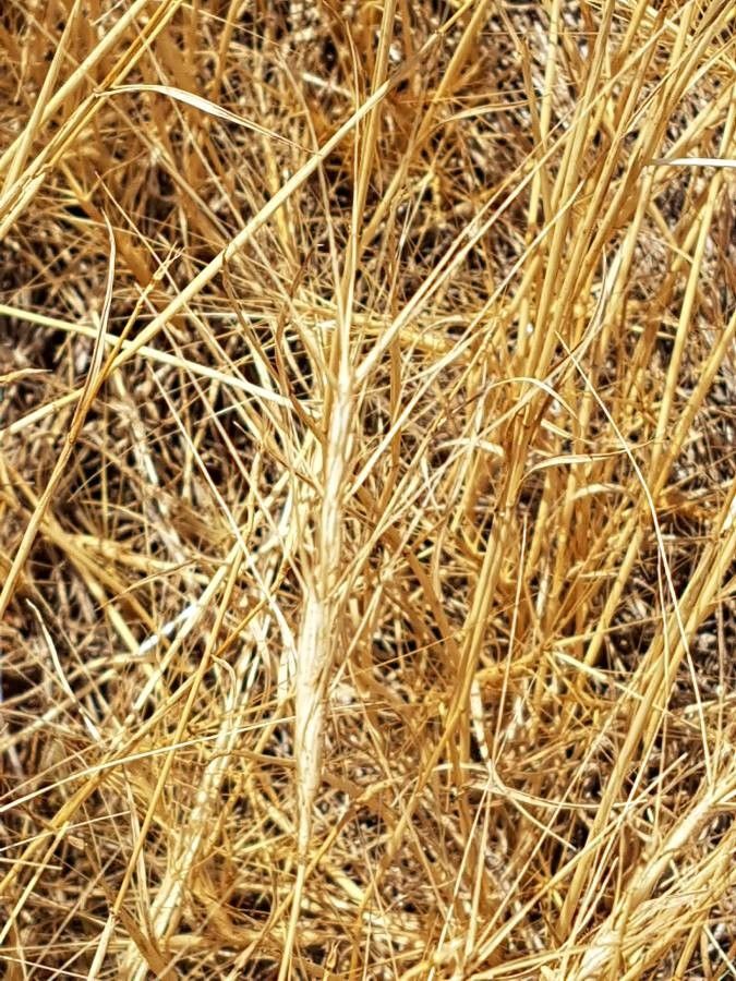 Taeniatherum caput-medusae fruit