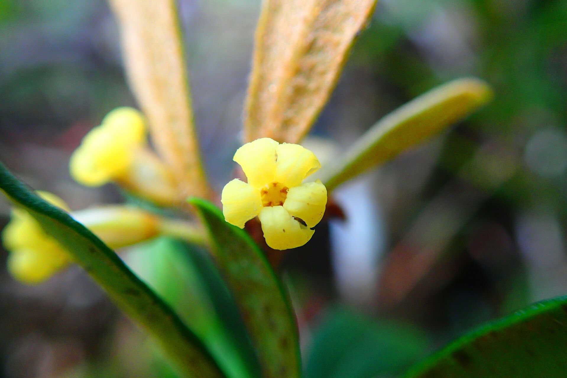 Pittosporum xanthanthum flower