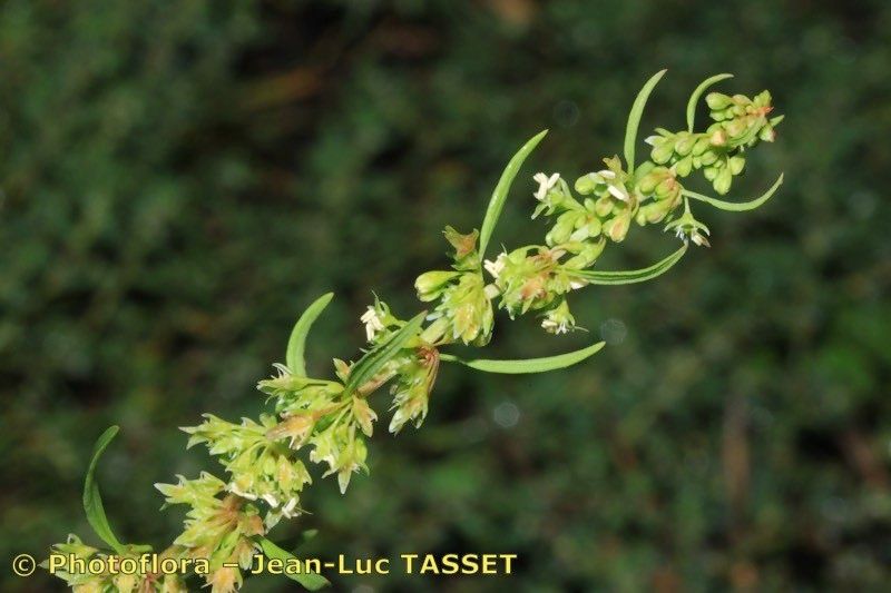 Rumex × callianthemus fruit