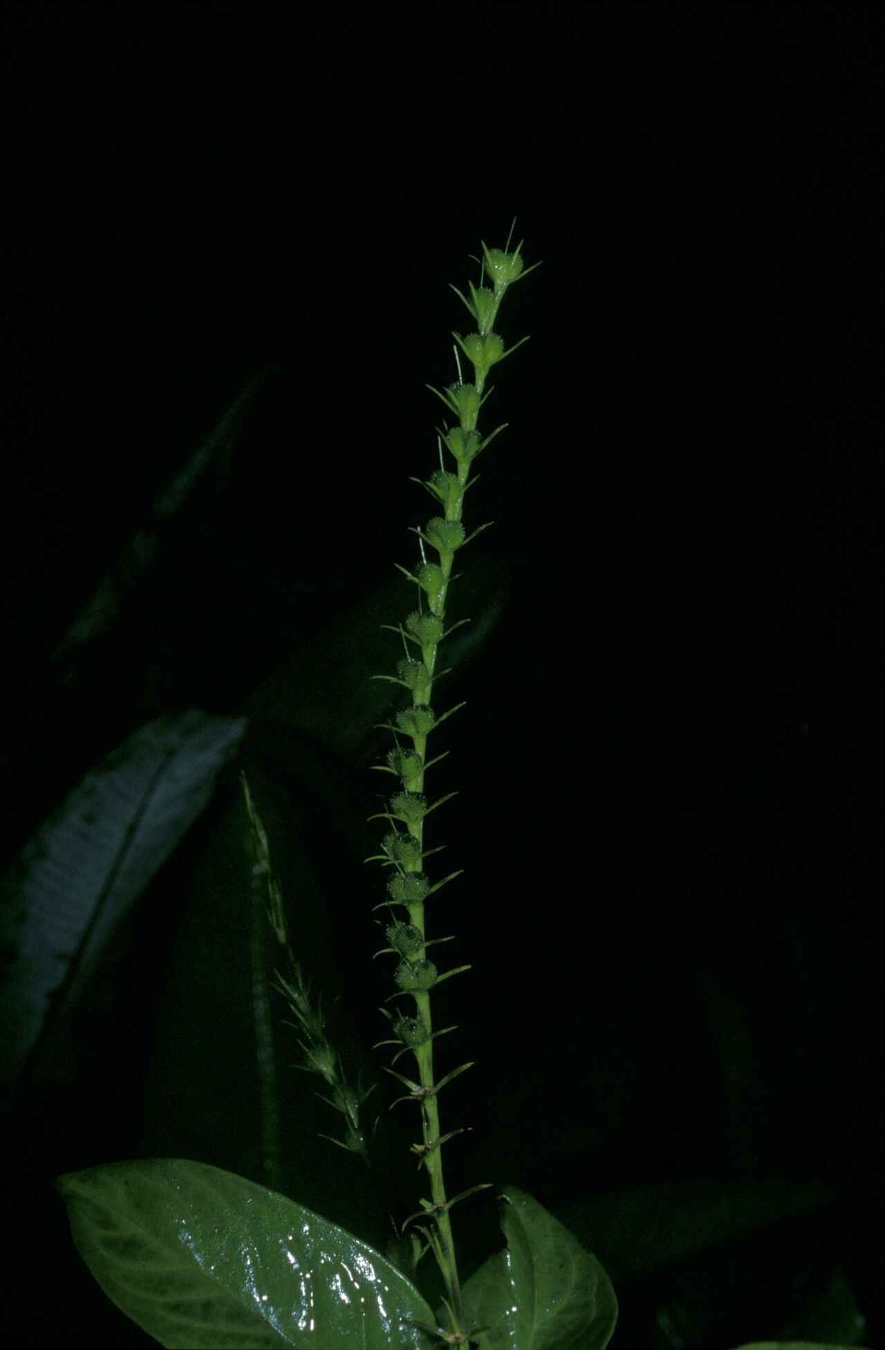 Spigelia hamellioides fruit