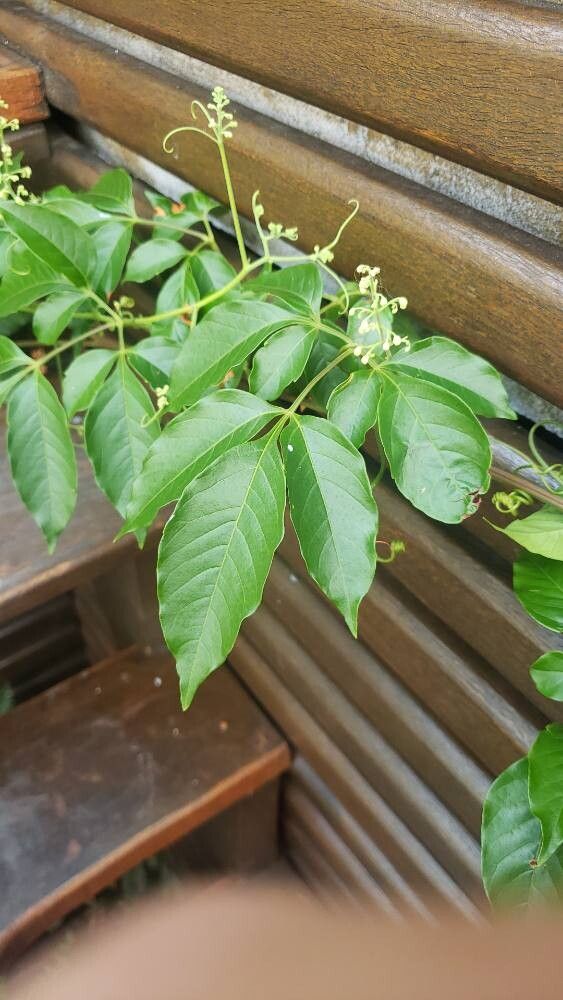 Serjania circumvallata — houseplant care guide