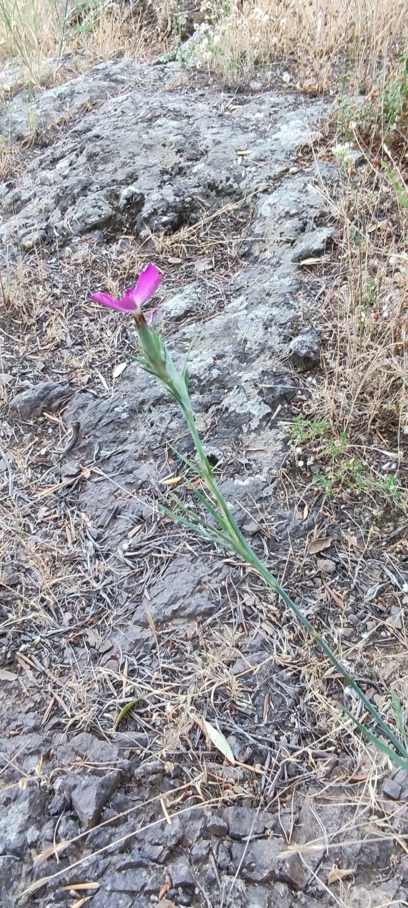Dianthus anticarius habit