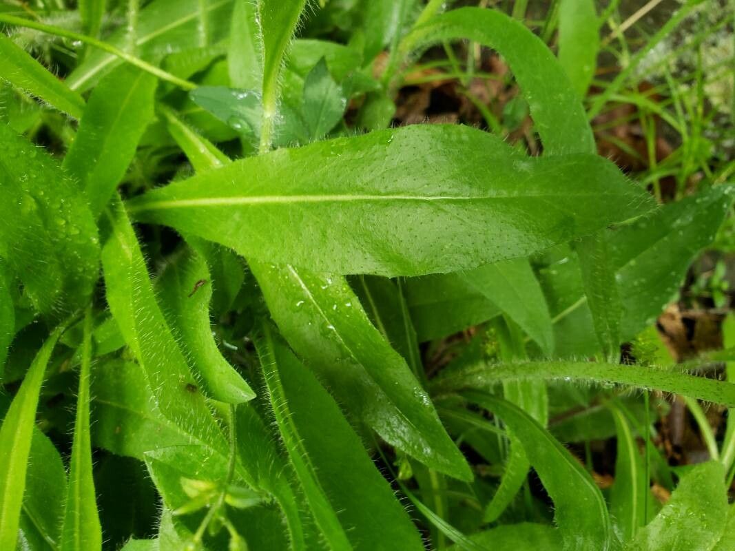 Hieracium caespitosum — search result for 'Pilosella'