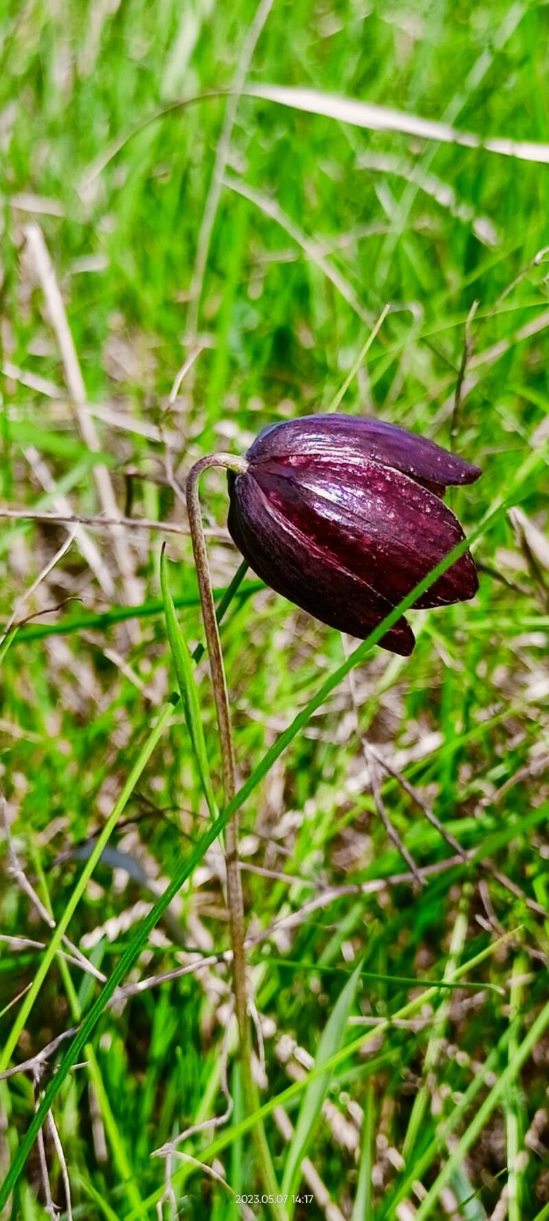Fritillaria meleagroides flower