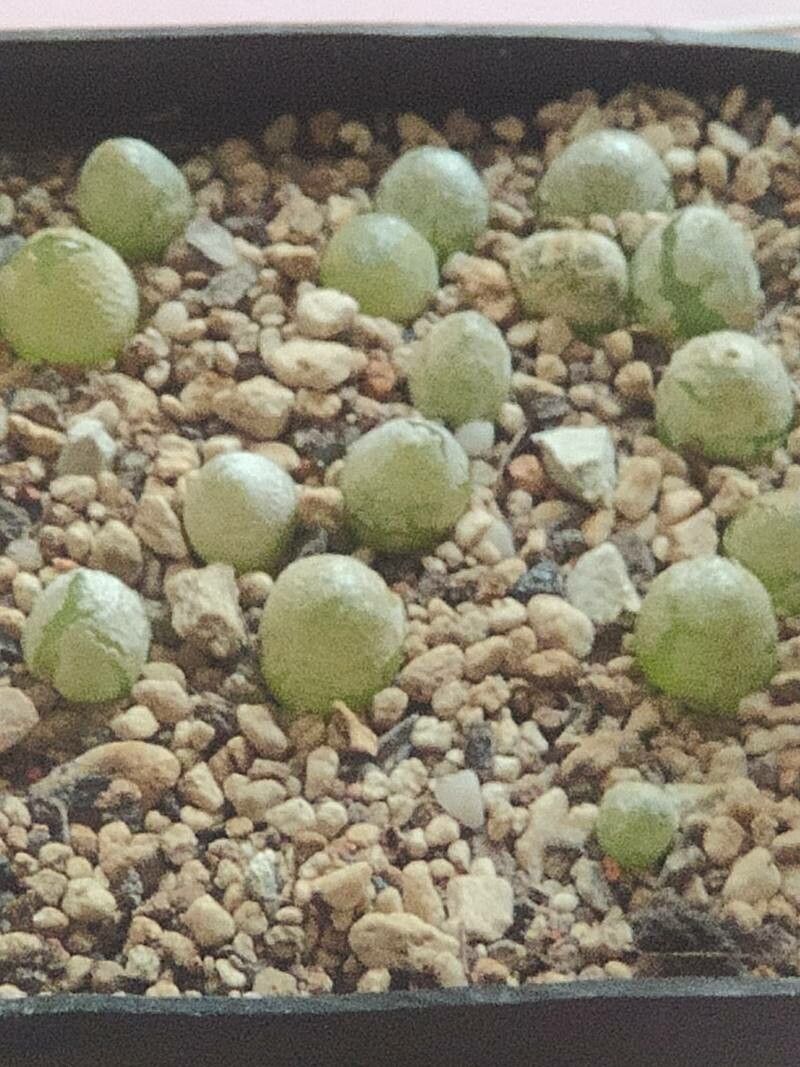 Conophytum hammeri — houseplant care guide