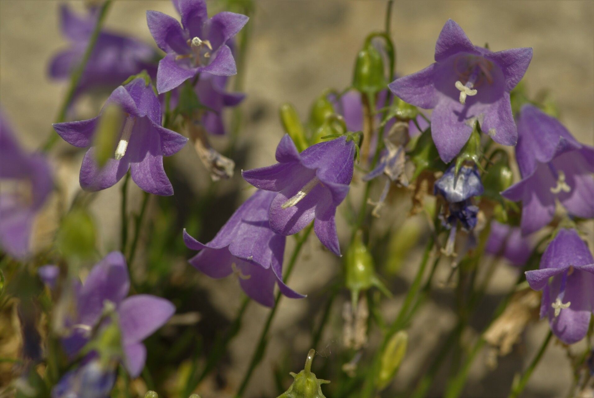 Campanula carnica flower