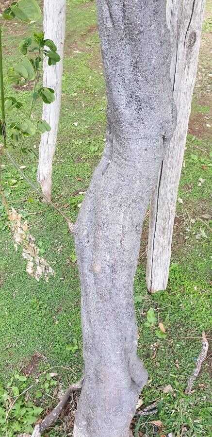 Bauhinia rufescens bark