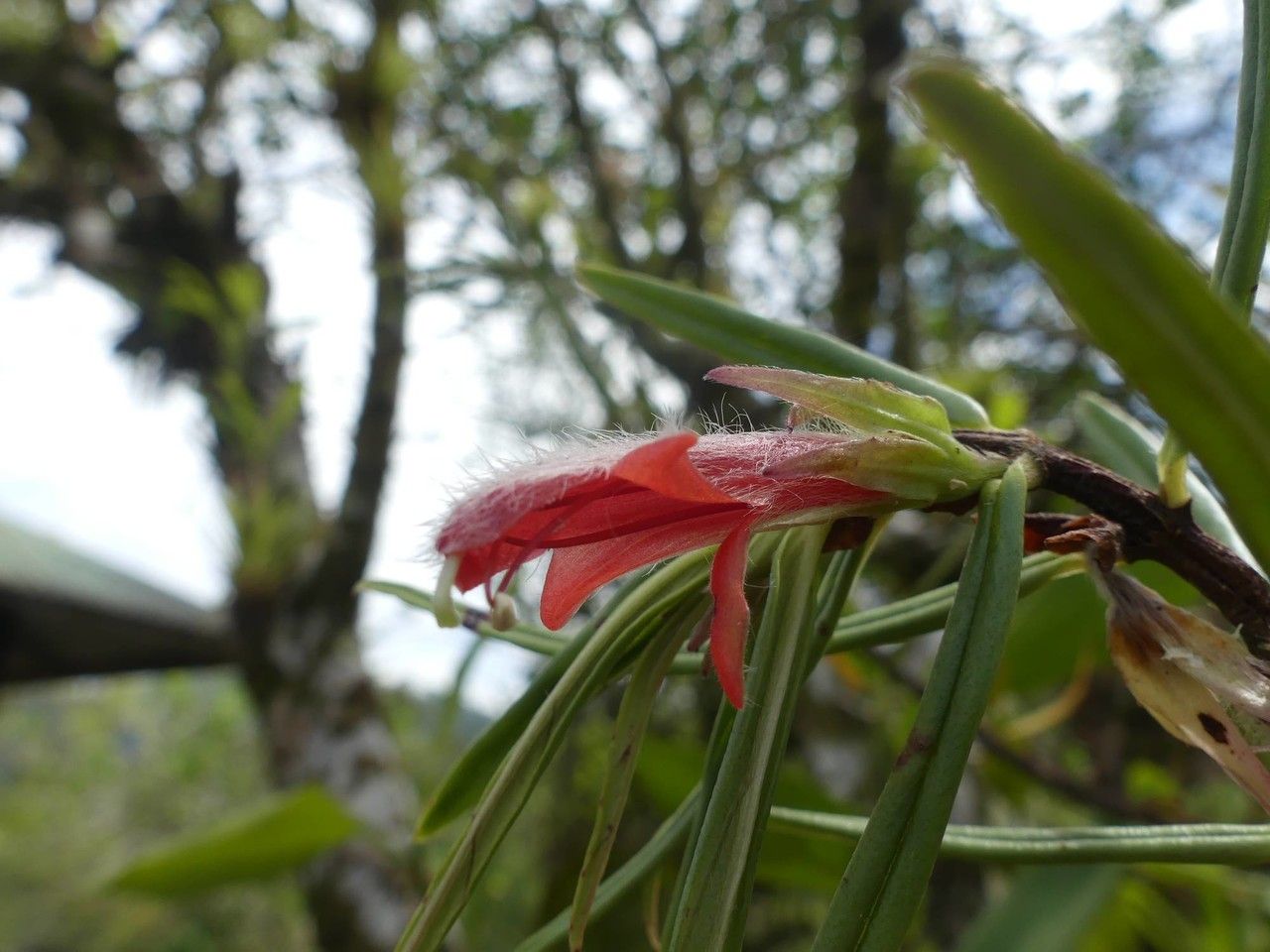 Columnea linearis flower