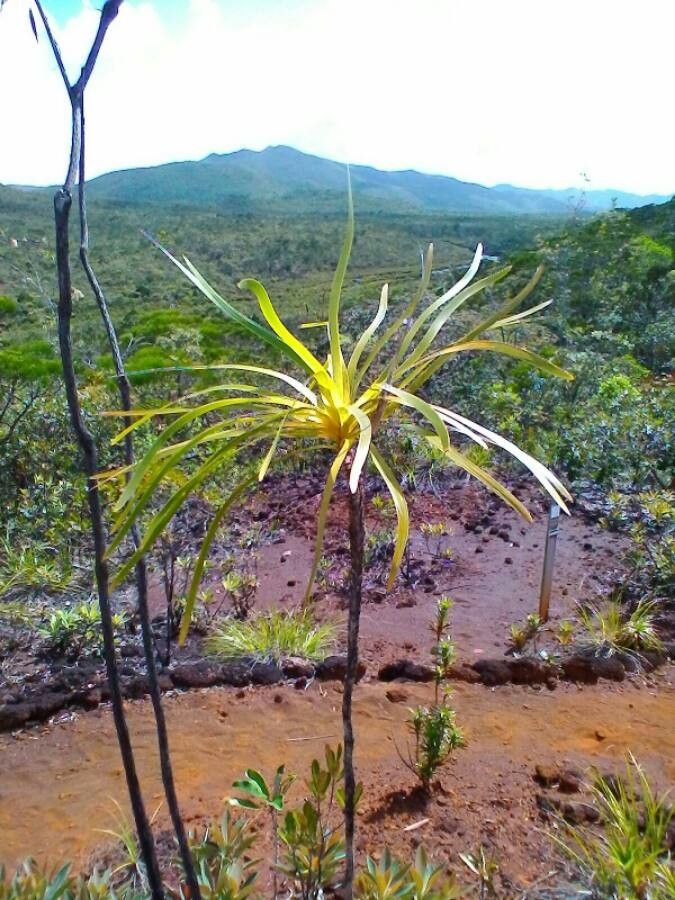 Lomandra insularis leaf