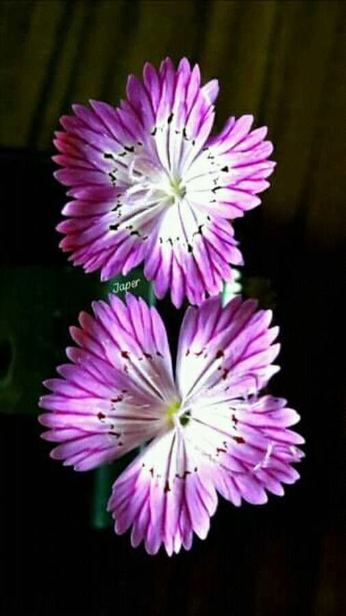 Dianthus tripunctatus — houseplant care guide