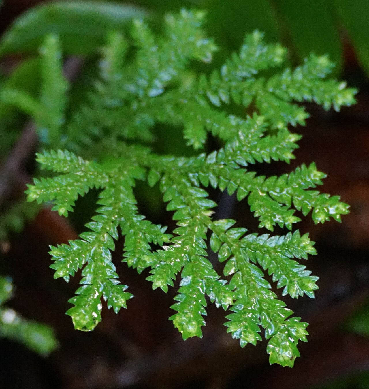 Selaginella substipitata — houseplant care guide