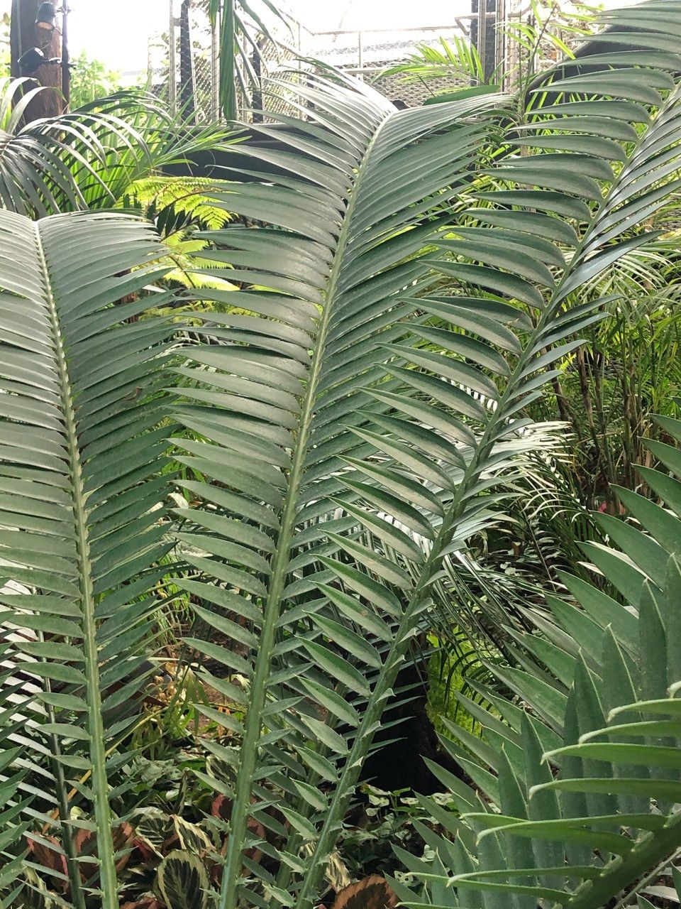Encephalartos kisambo leaf