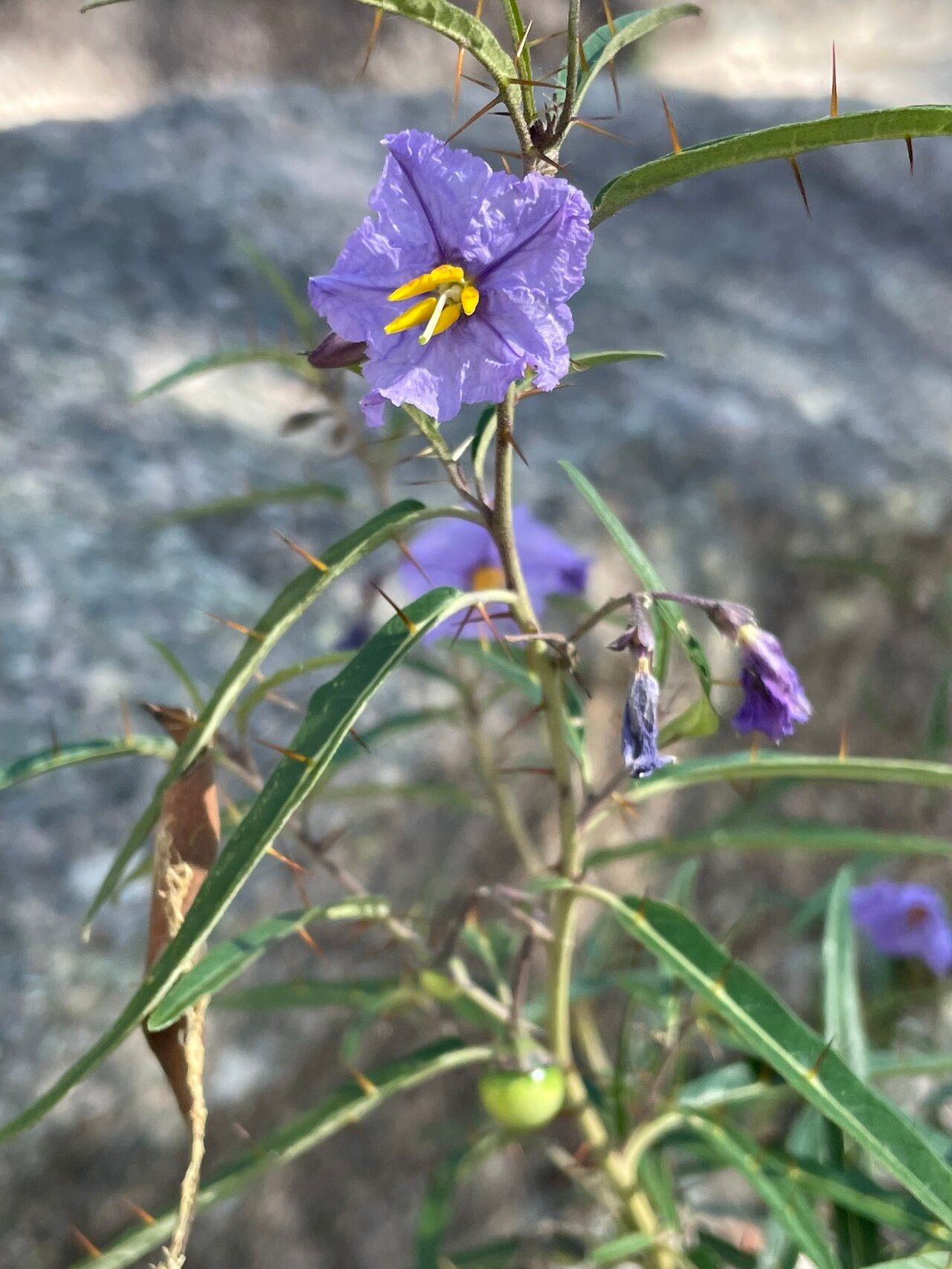 Solanum amblymerum — houseplant care guide