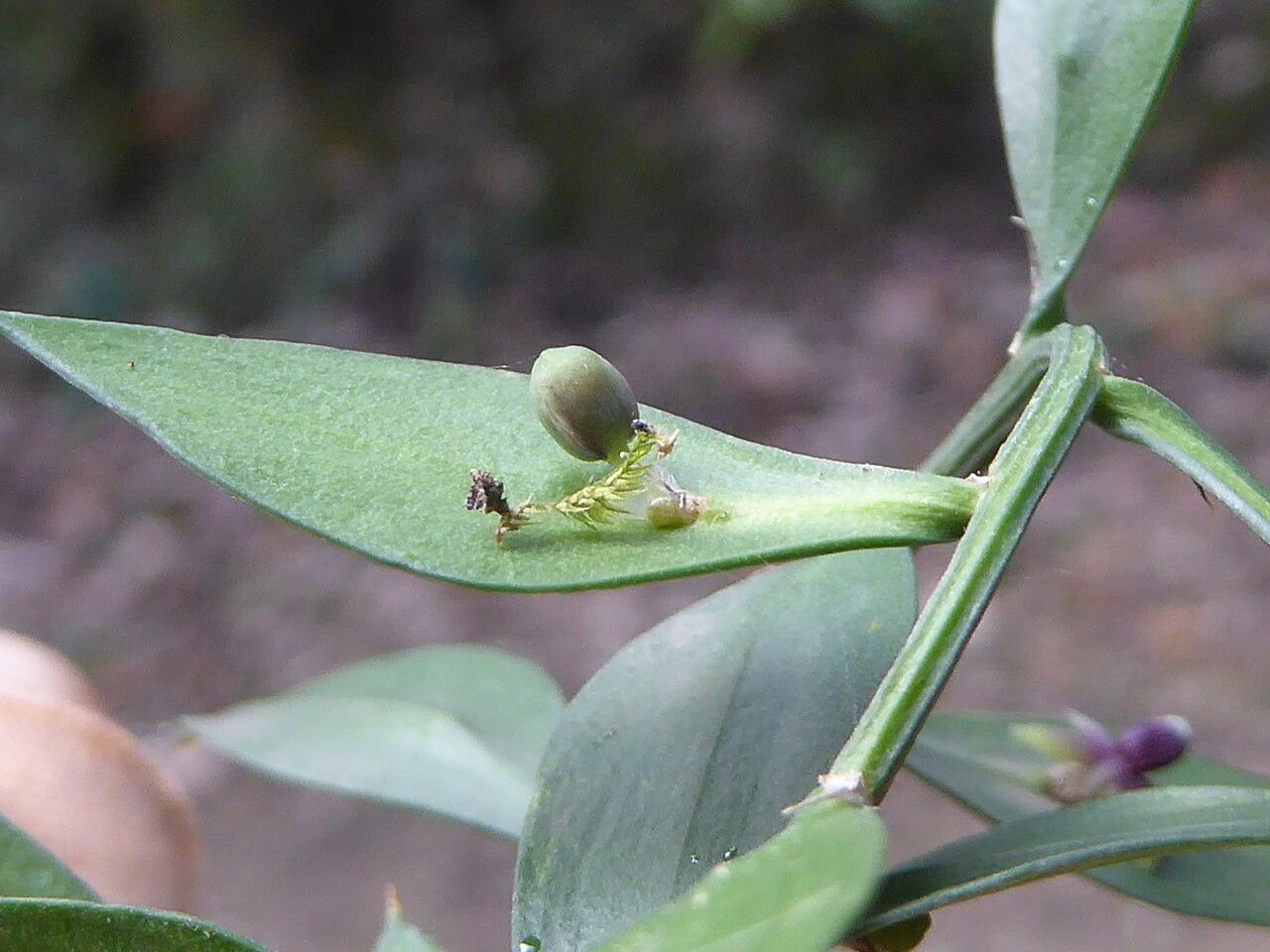 Ruscus aculeatus