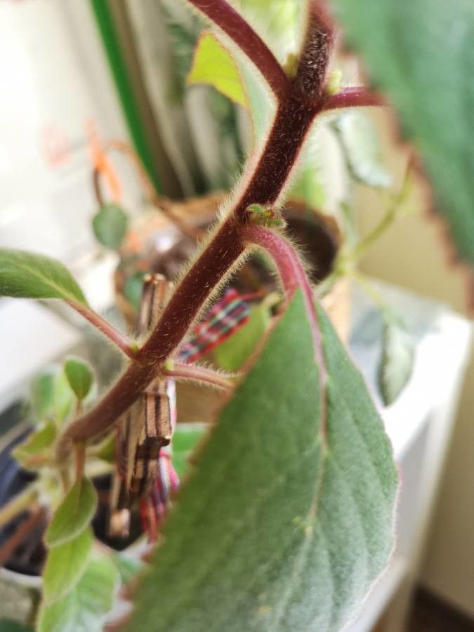 Kohleria amabilis bark