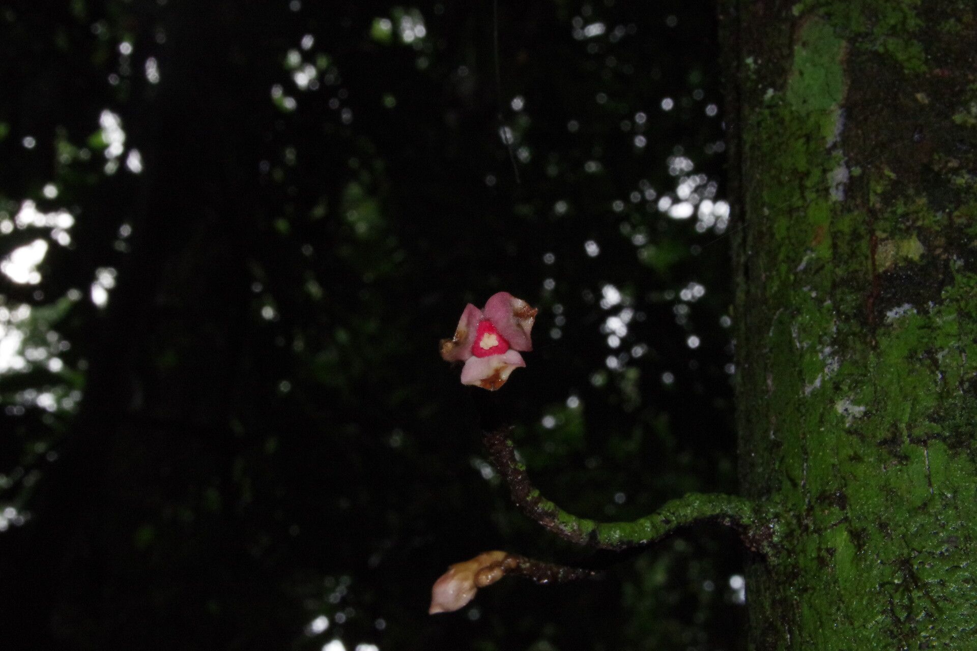 Piptostigma glabrescens flower