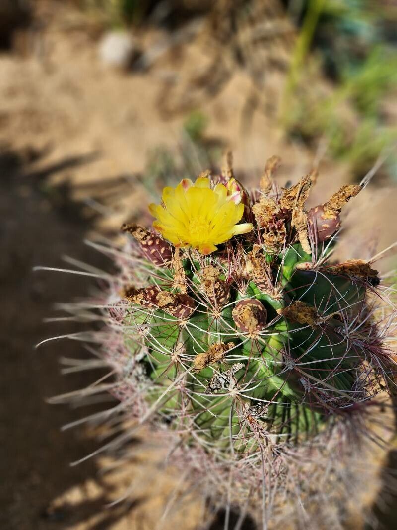 Ferocactus hamatacanthus flower