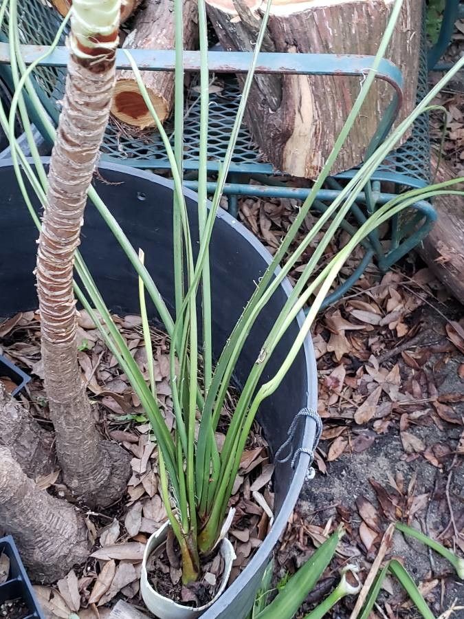 Agave acklinicola leaf