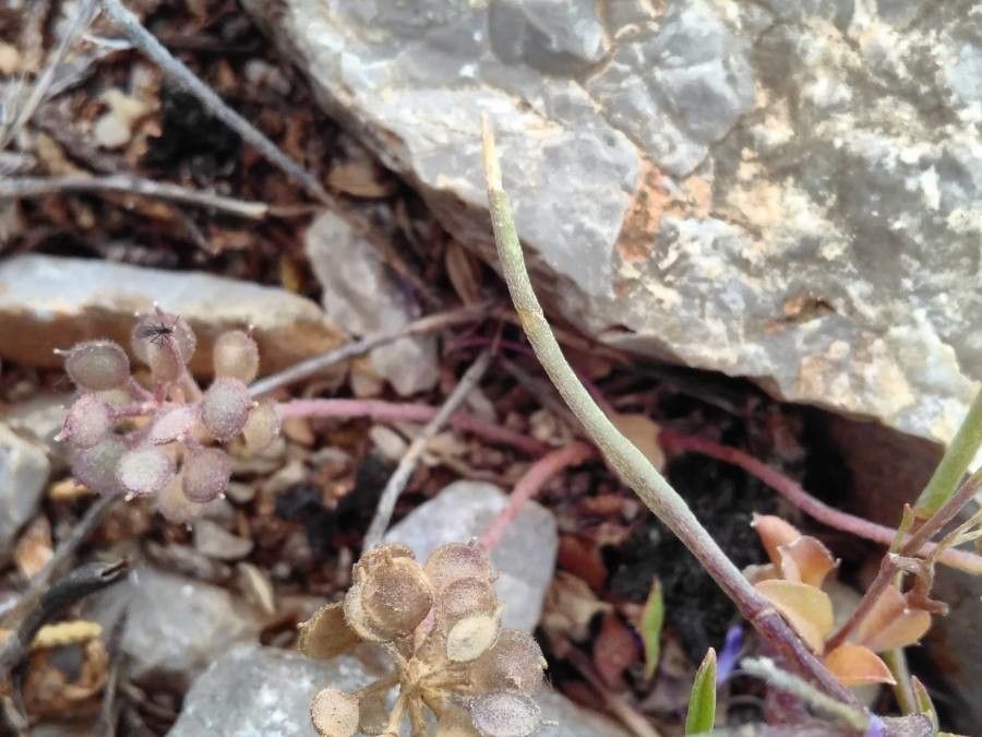 Malcolmia maritima fruit
