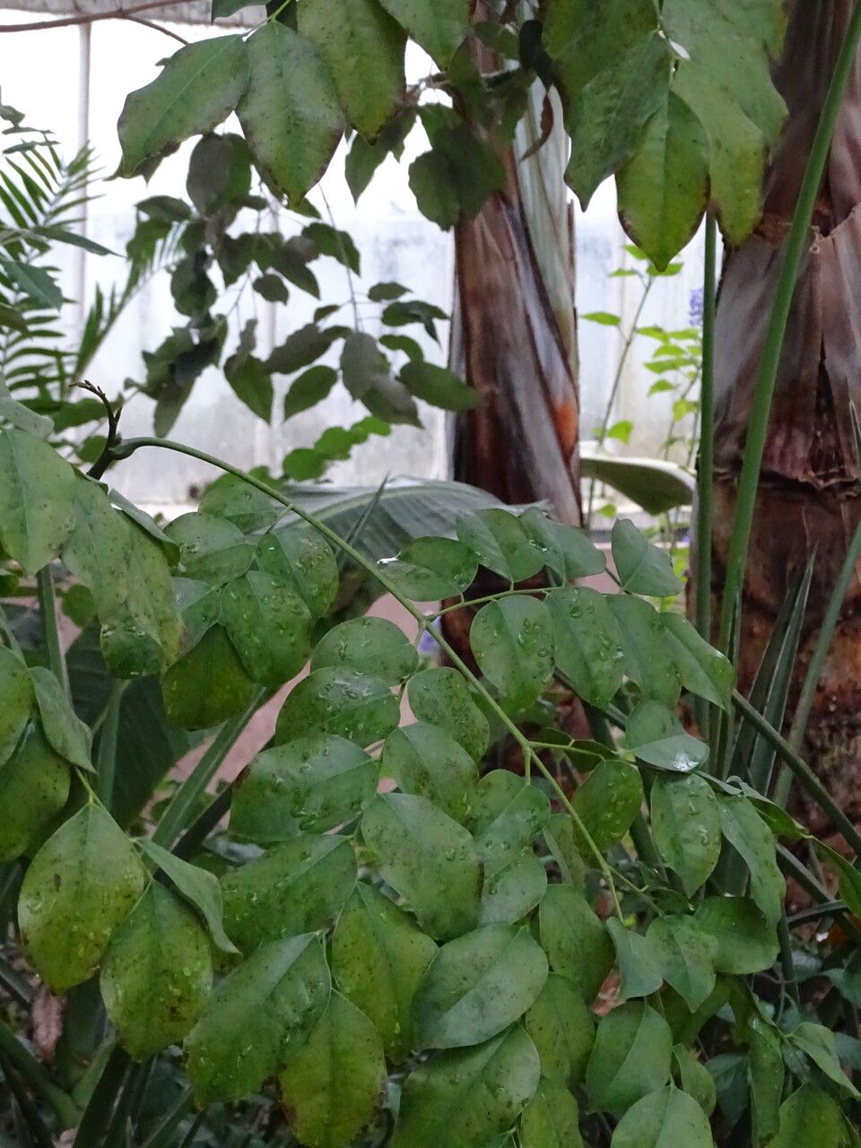 Erythrophleum suaveolens leaf