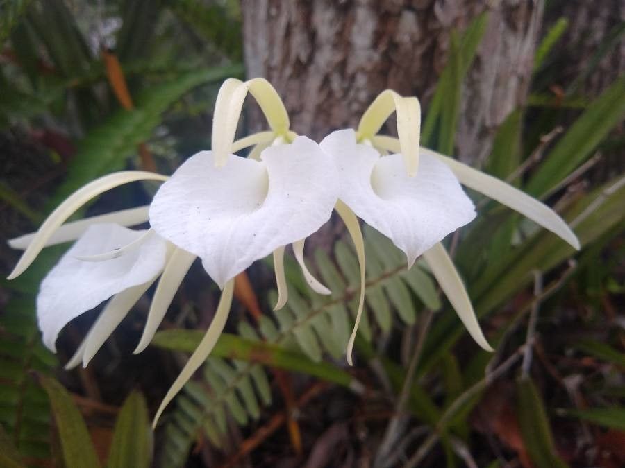 Platanthera integrilabia — search result for 'Orchidaceae'