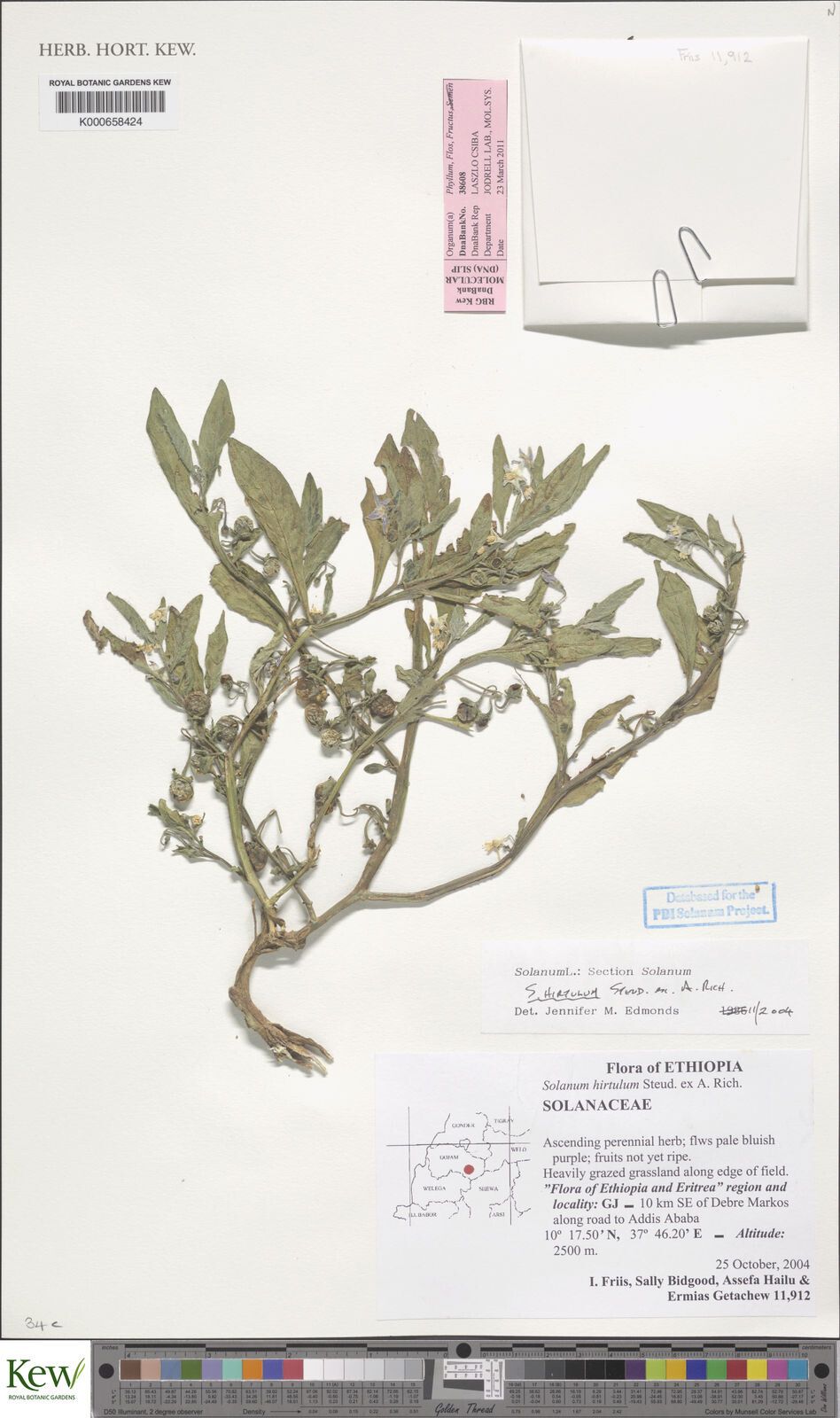 Solanum hirtulum — houseplant care guide