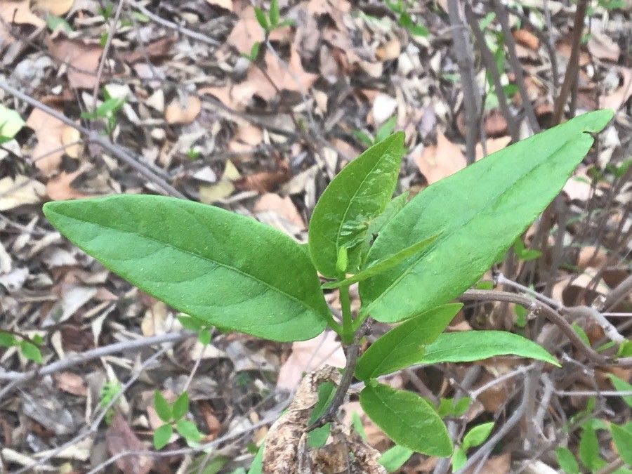 Calycanthus occidentalis
