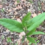 Calycanthus occidentalis