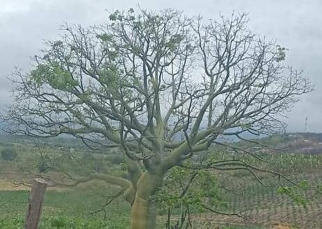 Ceiba trischistandra — search result for 'Ceiba'