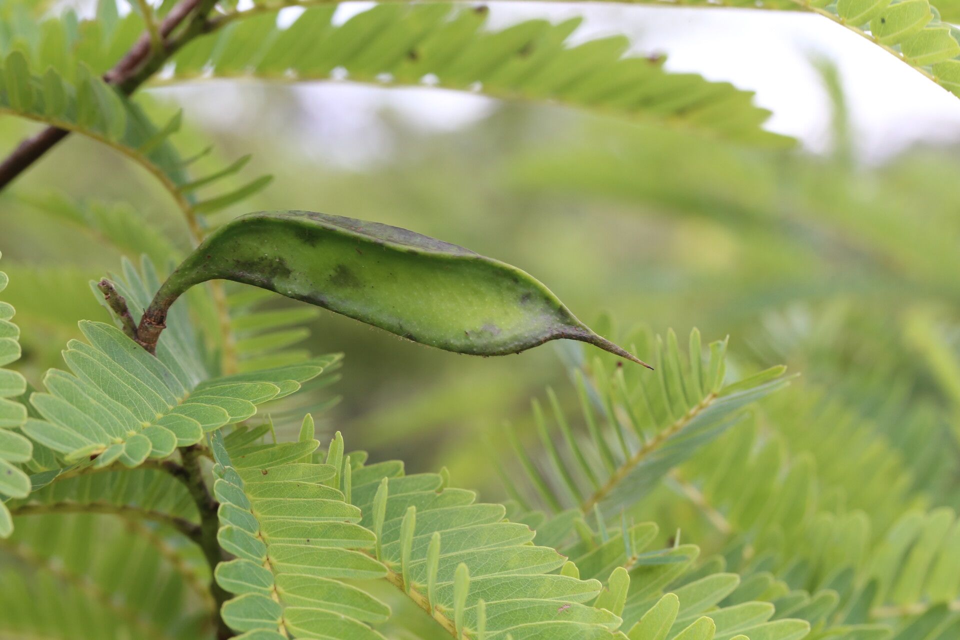 Brachystegia tamarindoides fruit